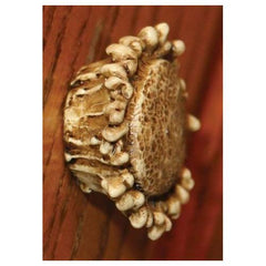 Antler Drawer Knobs Set of 2