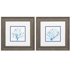 13" X 13" Distressed Wood Toned Frame Azure Seafan (Set of 2)